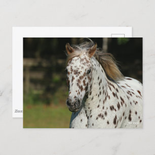 Carte Postale Bob Langrish   Capture D'Écran Spotty Pony Of Amer