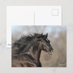 Carte Postale Bob Langrish   Casque andalou de Mane Flow