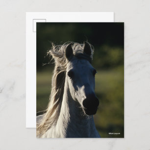 Carte Postale Bob Langrish   Casque Andalou gris rétroéclairé