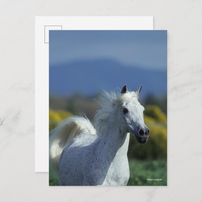 Carte Postale Bob Langrish | Casque arabe gris (Devant / Derrière)