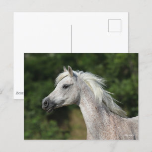 Carte Postale Bob Langrish   Casque arabe gris