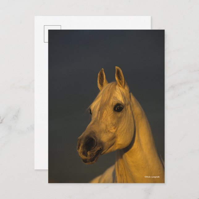 Carte Postale Bob Langrish | Casque arabe gris au coucher du sol (Devant / Derrière)