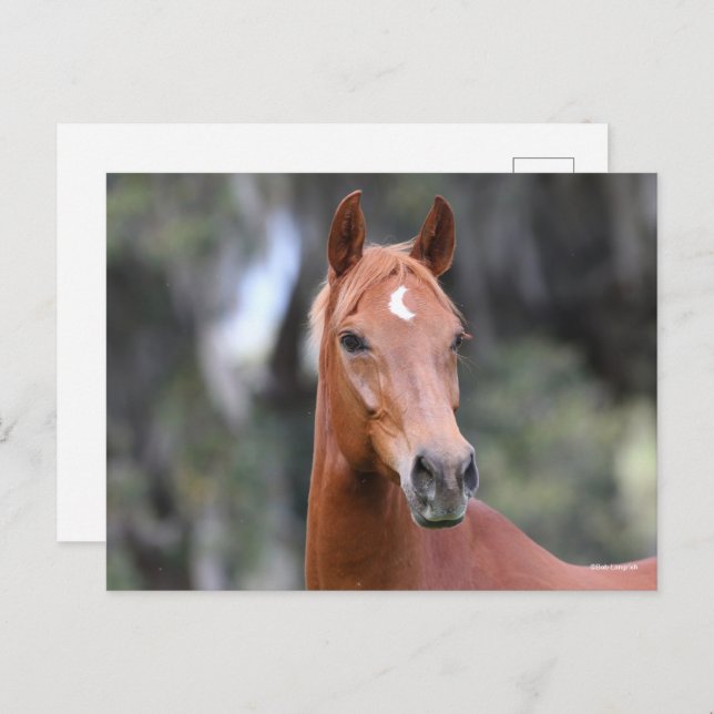 Carte Postale Bob Langrish | Casque de châtaigne Oldenburg (Devant / Derrière)