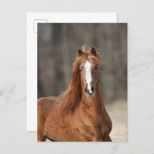 Carte Postale Bob Langrish   Casque Hackney de châtaignes