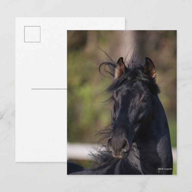 Carte Postale Bob Langrish | Casquette noire de l'étalon andalou (Devant / Derrière)
