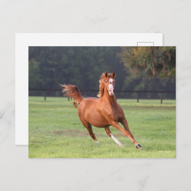 Carte Postale Bob Langrish | Châtaignes Oldenburg Running (Devant / Derrière)