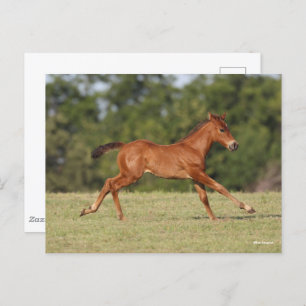 Carte Postale Bob Langrish   Chestnut Quarter Cheval Foal Runer