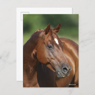Carte Postale Bob Langrish Chestnut Quarter Cheval Mare Headshot