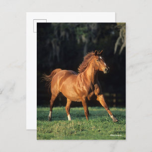 Carte Postale Bob Langrish   Chestnut Warmblood Mare Running