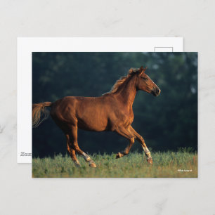 Carte Postale Bob Langrish Chestnut Warmblood Running