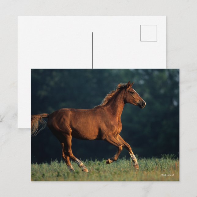 Carte Postale Bob Langrish | Chestnut Warmblood Running (Devant / Derrière)