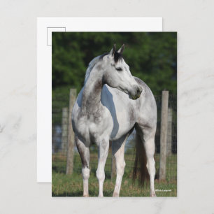 Carte Postale Bob Langrish   Cheval Dapple Grey Quarter debout