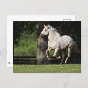 Carte Postale Bob Langrish Cheval Lusitano Courir