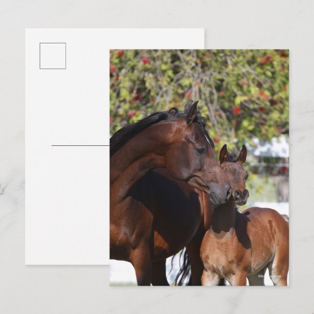 Carte Postale Bob Langrish | Debout arabe de jument et de poulai (Devant / Derrière)