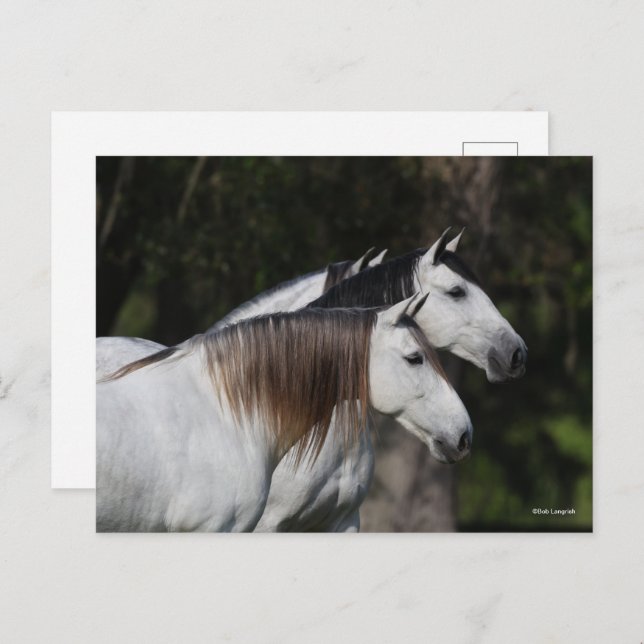 Carte Postale Bob Langrish | Deux Andalous Ensemble (Devant / Derrière)