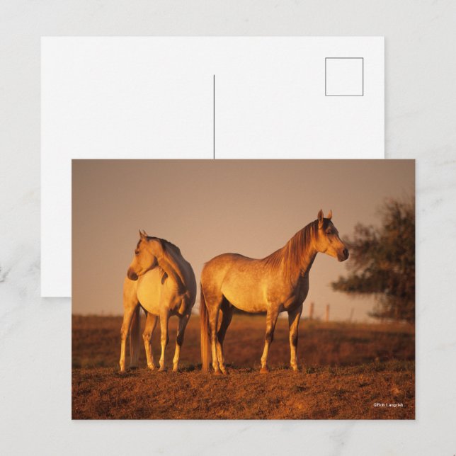 Carte Postale Bob Langrish | Deux Arabes gris debout au coucher  (Devant / Derrière)