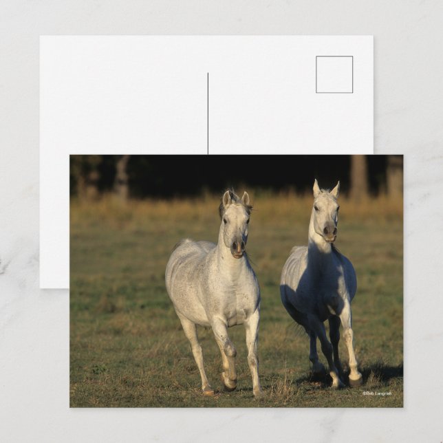 Carte Postale Bob Langrish | Deux Arabes gris qui courent ensemb (Devant / Derrière)