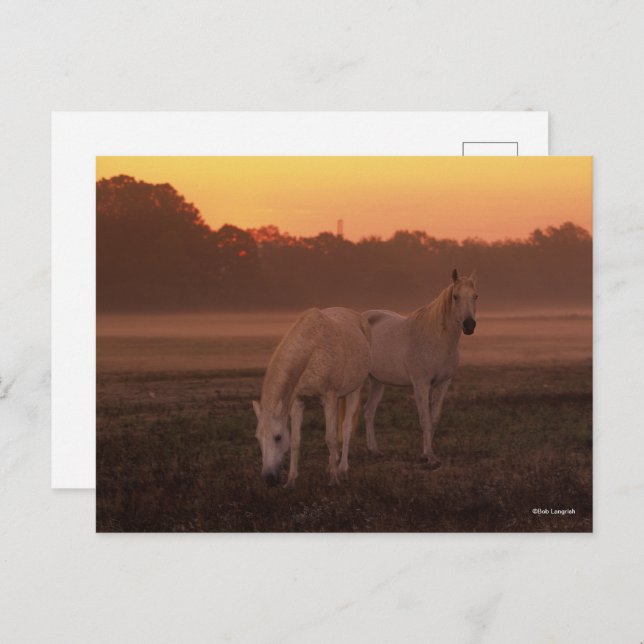 Carte Postale Bob Langrish | Deux Chevaux arabes gris debout (Devant / Derrière)