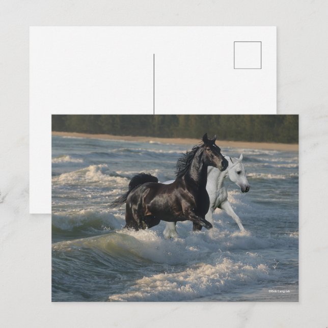 Carte Postale Bob Langrish | Deux Chevaux Arabes Marchant Dans L (Devant / Derrière)