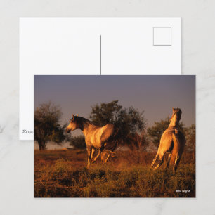 Carte Postale Bob Langrish   Deux Chevaux Couchant Au Coucher Du