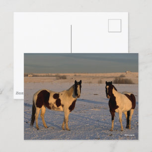 Carte Postale Bob Langrish   Deux Chevaux De Peinture Dans La Ne