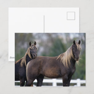 Carte Postale Bob Langrish   Deux Chevaux Rocheux debout