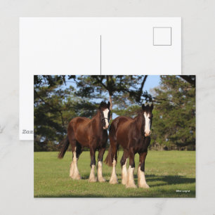 Carte Postale Bob Langrish   Deux Jeunes Chevaux De Chaleur Se T