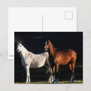 Carte Postale Bob Langrish   Deux Marais Arabes Se Trouvant Sous