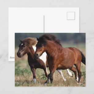 Carte Postale Bob Langrish Deux Poney De Shetland Courent Ensemb