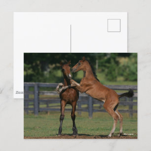 Carte Postale Bob Langrish   Deux poulains Morgan jouent