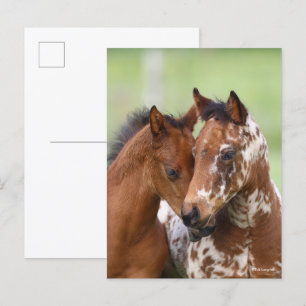 Carte Postale Bob Langrish Deux Rencontres d'Appaloosa Foies