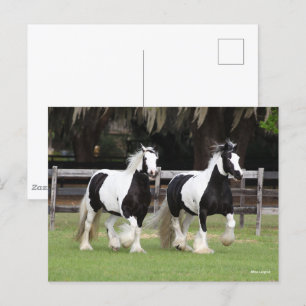 Carte Postale Bob Langrish   Deux vannières tziganes noires et b
