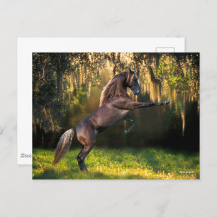 Carte Postale Bob Langrish   Élevage de Chevaux de montagne Rock