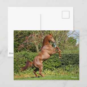 Carte Postale Bob Langrish   Élevage d'étalons arabes en châtaig