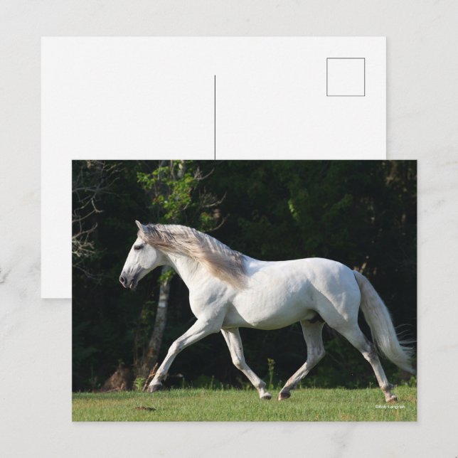 Carte Postale Bob Langrish | Étalon gris lusitanien (Devant / Derrière)