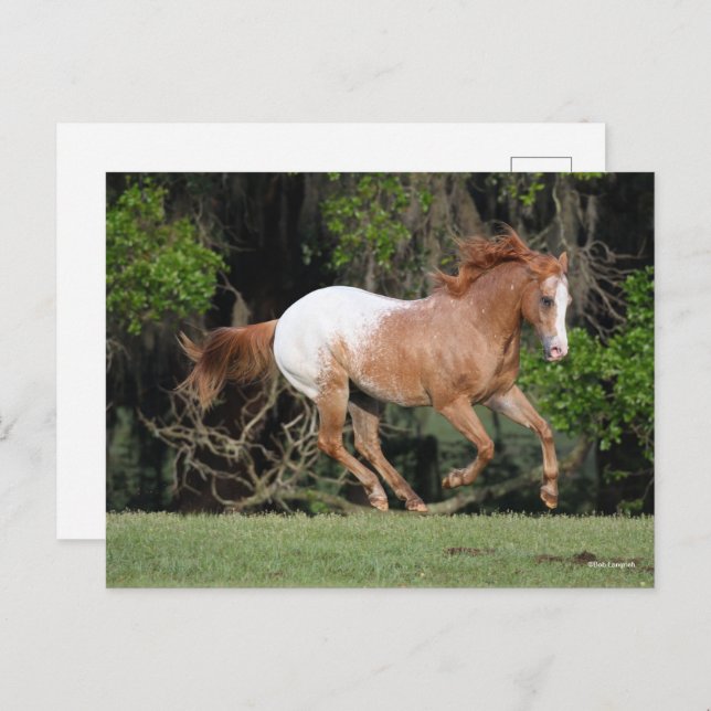 Carte Postale Bob Langrish | Exécution d'Appaloosa (Devant / Derrière)