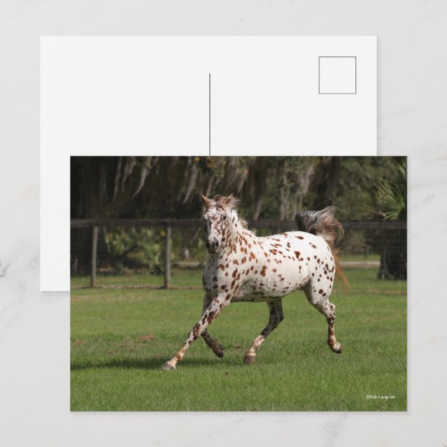 Carte Postale Bob Langrish | Exécution d'Appaloosa (Devant / Derrière)