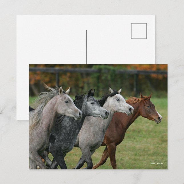 Carte Postale Bob Langrish | Four Arab Horses Racing Headshot (Devant / Derrière)