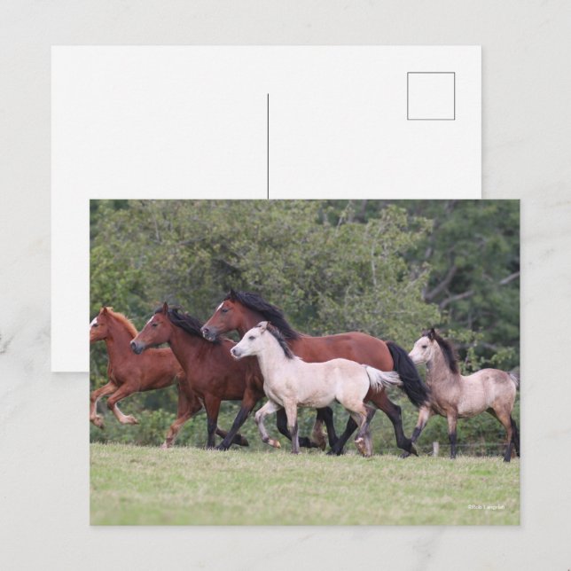 Carte Postale Bob Langrish Gallois ponies courir des mares et de (Devant / Derrière)