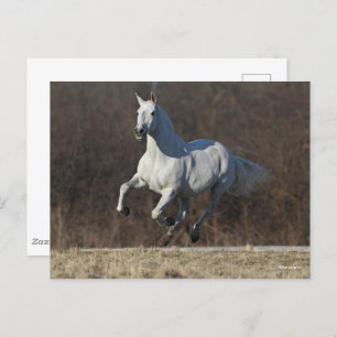 Carte Postale Bob Langrish Gray Andalucian Running