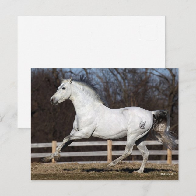 Carte Postale Bob Langrish | Gray Andalucian Stallion Courir (Devant / Derrière)