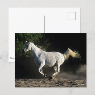 Carte Postale Bob Langrish   Gray Arab Mare Running