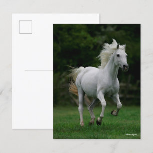 Carte Postale Bob Langrish   Gray Arab Running