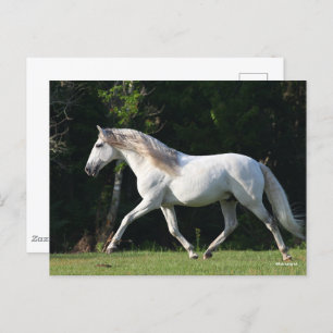 Carte Postale Bob Langrish   Gray Lusitano Stallion