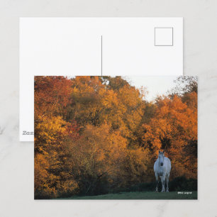 Carte Postale Bob Langrish Gray Warmblood Horloge debout Automne