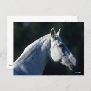 Carte Postale Bob Langrish Gray Warmblood Standing Headshot