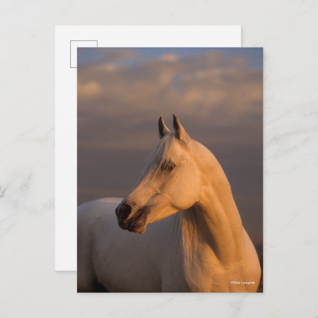 Carte Postale Bob Langrish | Grey Arab Headshot Evening Light (Devant / Derrière)