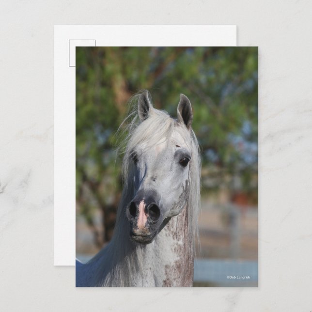 Carte Postale Bob Langrish | Grey Arab Stallion Headshot (Devant / Derrière)