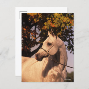 Carte Postale Bob Langrish   Grey Arab Stallion Headshot 4