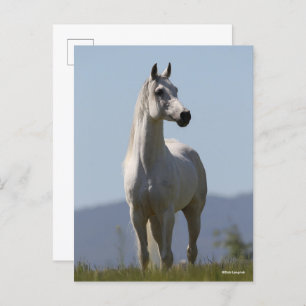 Carte Postale Bob Langrish   Grey Arab Stallion Standing
